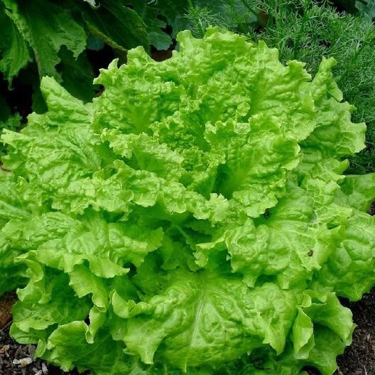 Black Seeded Simpson Lettuce Seeds - 100 Non-GMO Organic Vegetable Seeds for Garden & Salad (Lactuca sativa)