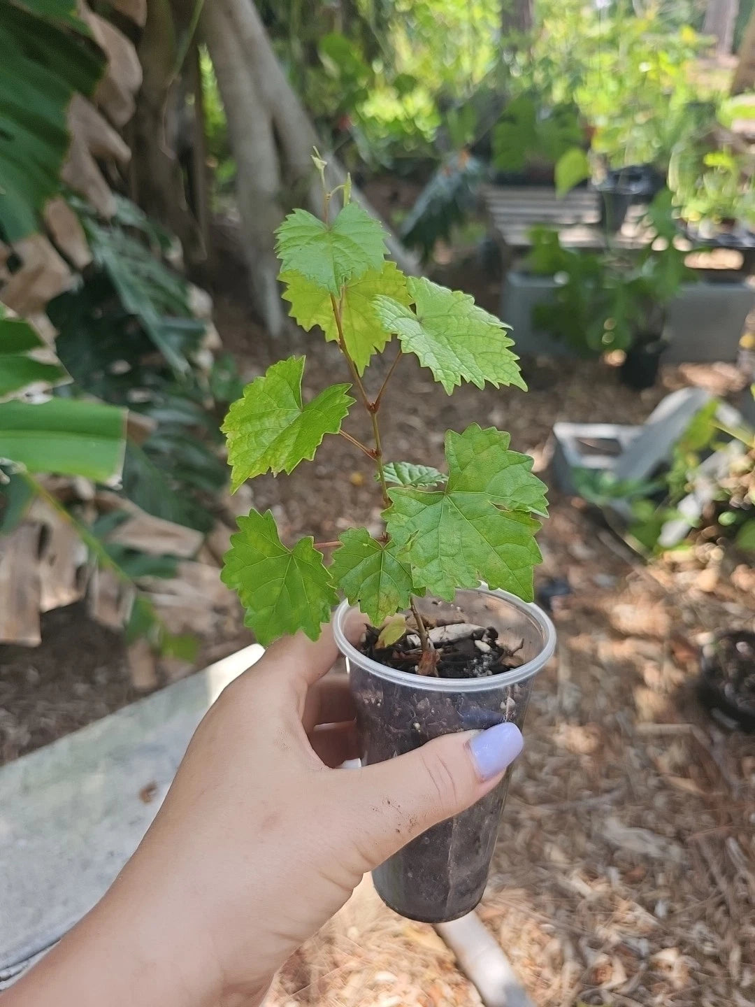 Muscadine Wild Florida Grape Live Plant 3" Pot Southern Fox Food Forest Vitis rotundifolia