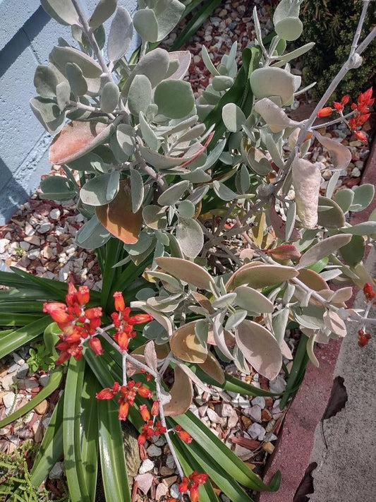 Cactus Cutting - 14cm - Variety #14 - Succulent Plant Cutting - Perfect for Propagation and Home Decor