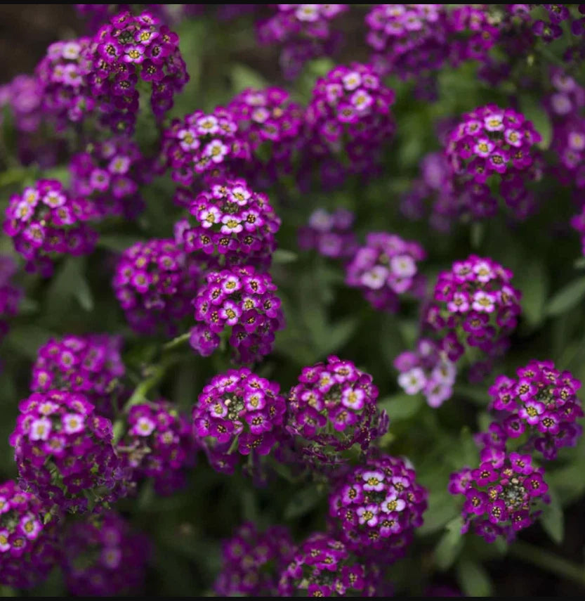 Alyssum Seeds - 500 Non-GMO Dark Purple Groundcover - Fragrant ORIENTAL NIGHTS (Lobularia maritima)