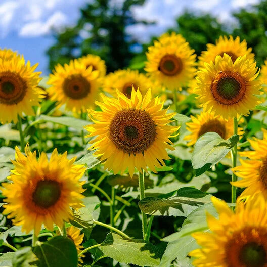 Mammoth Grey Sunflower Seeds - Edible Heirloom, Non-GMO, 50 Seeds - Helianthus annuus