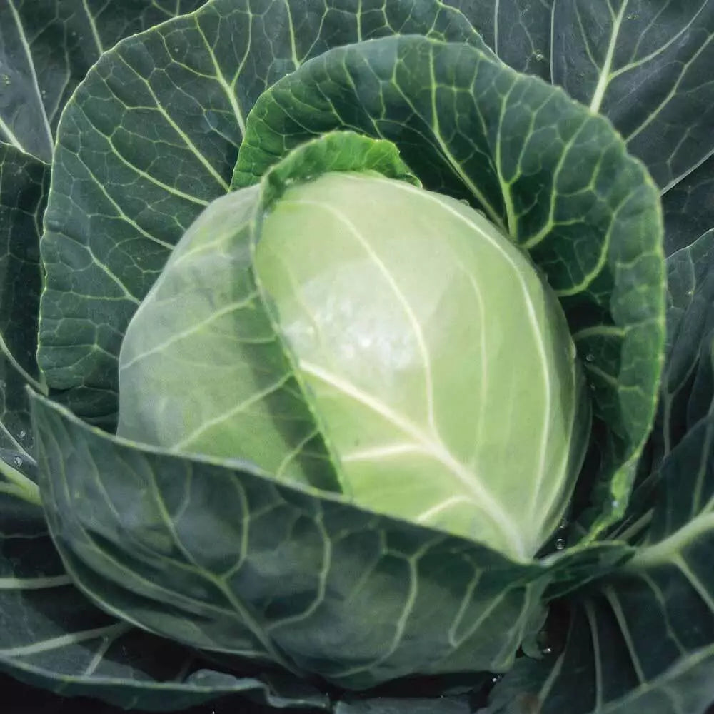 Cabbage Seeds 300+ Non-GMO Copenhagen Market Vegetable Garden Brassica oleracea