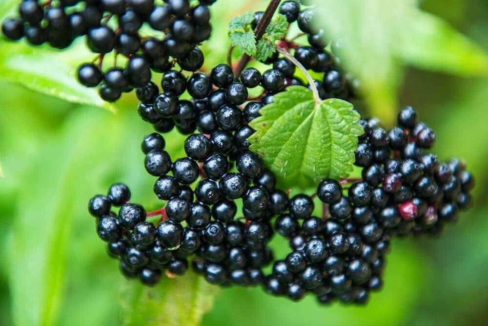 Elderberry Cuttings - 4 Fresh Black Bearing Cuttings for Planting - Sambucus nigra