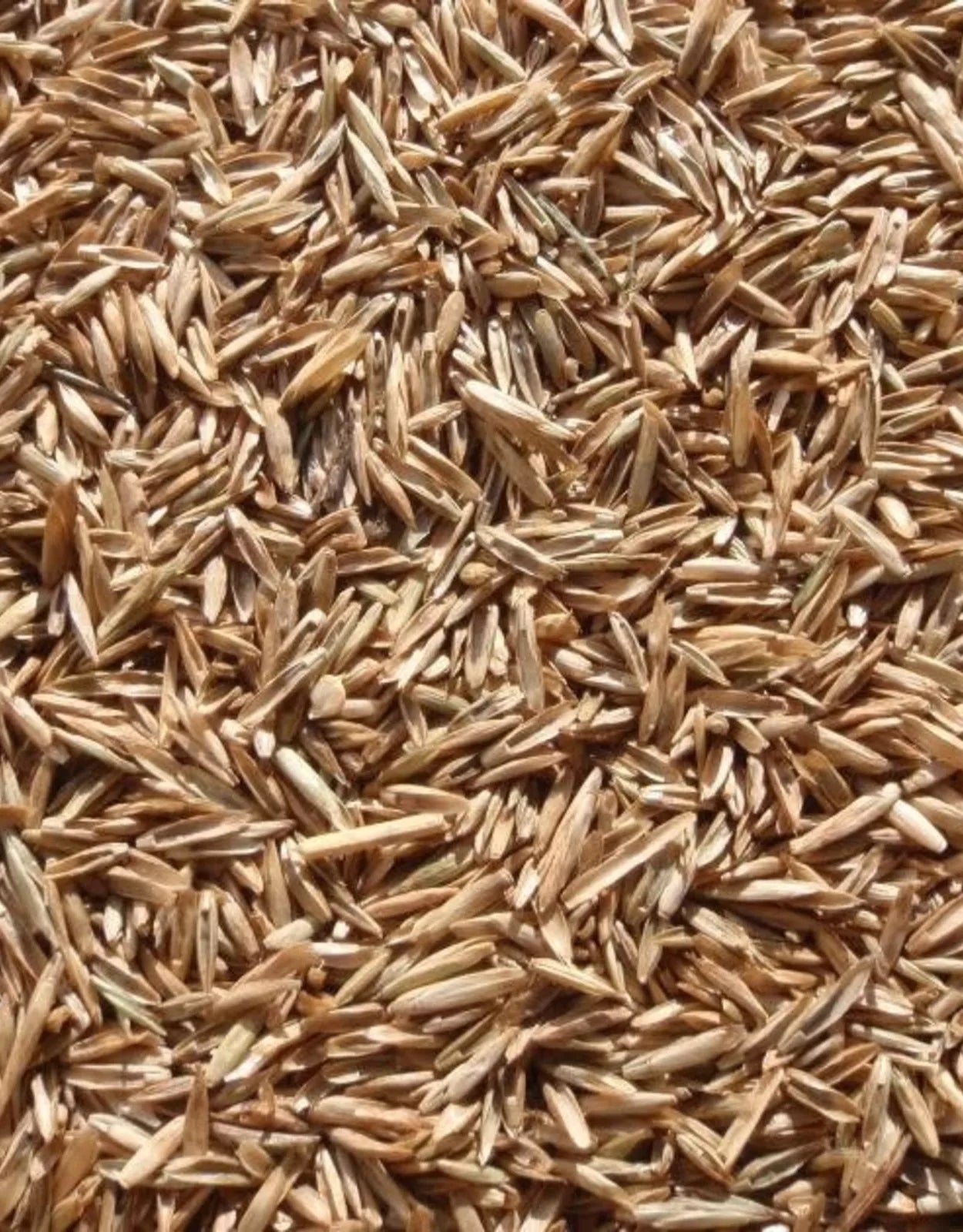 Annual Ryegrass Seeds - Premium Quality, Fast-Growing Green Lawn Grass - Lolium multiflorum