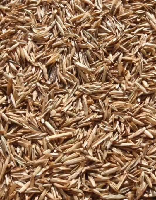Annual Ryegrass Seeds - Premium Quality, Fast-Growing Green Lawn Grass - Lolium multiflorum