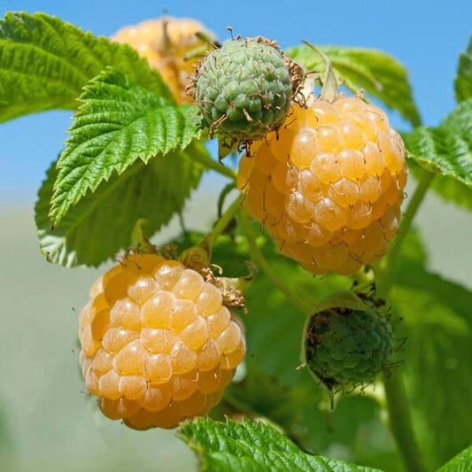 Fall Gold Raspberry Plant - Rooted - Gold Colored Variety - Rubus idaeus 'Fall Gold' - Zones 3-8