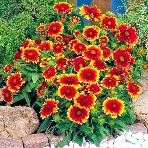 Indian Blanket Flower Seeds - 201+ Annual Native Wildflower - Drought Tolerant, Heat Resistant - Gaillardia pulchella