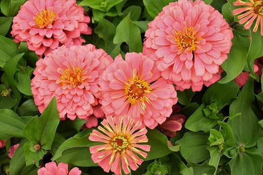 Magellan Salmon Zinnia Seeds - 100+ Pack for Garden Planting - Zinnia elegans - USA Grown, Free Shipping