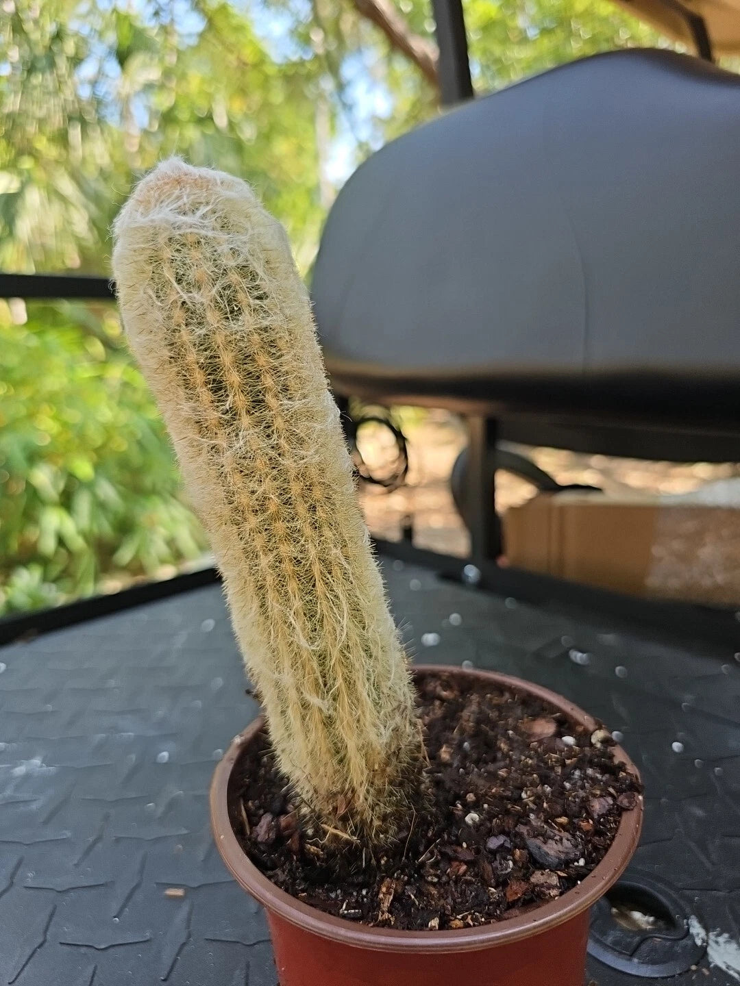 Large Columnar Cactus 7