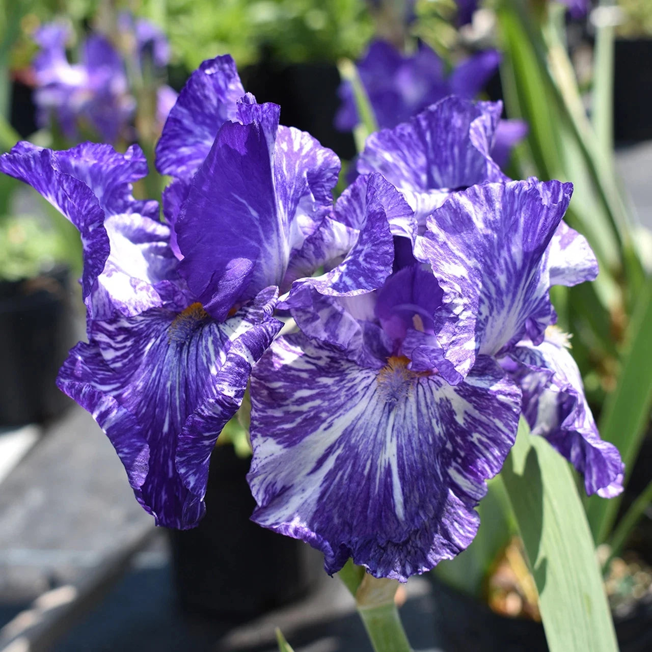 Iris Rhizome - Batik Variety - Iris Germanica - Hardy Perennial Flower Plant
