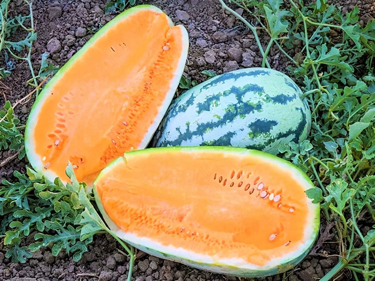 Tendersweet Orange Watermelon Seeds - 25+ Heirloom Non-GMO Seeds - Citrullus lanatus