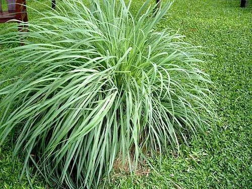 5 Pack Lemongrass Plants - Aromatic Rooted Starter Perennial 'Citrus' Grass - Organic Culinary Herb