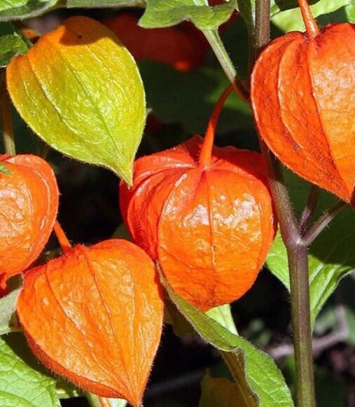 Chinese Lantern Seeds 100+ "Franchetti" Ornamental Perennial Flower Garden (Physalis alkekengi)