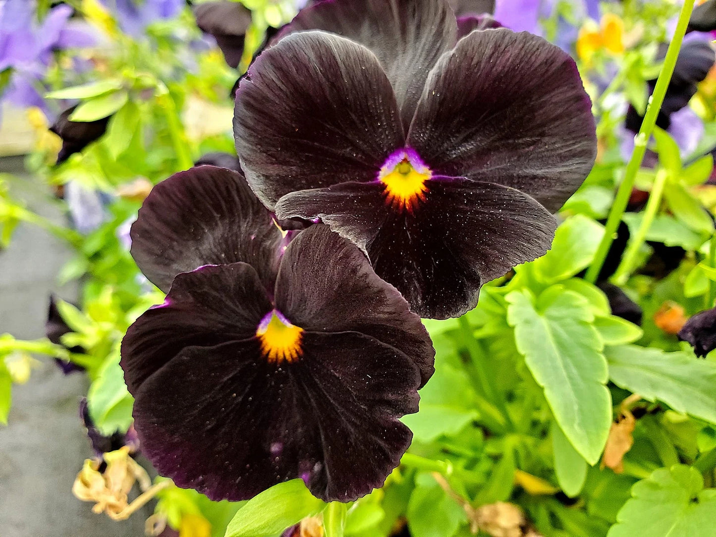 Black Pansy Seeds - 100+ Seeds - Stunning Black Variety - Viola tricolor