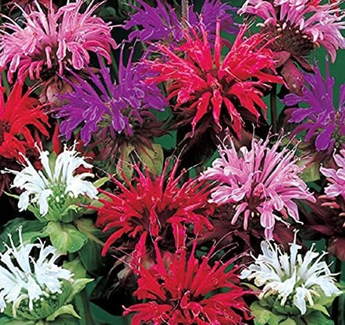 Bee Balm Flower Seeds - 50 Pack Mixed Color - Monarda Didyma - Ships from Iowa, USA