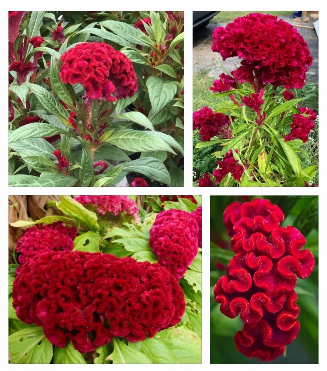 50 Cockscomb Flower Seeds - Red Plumed Variety (Celosia cristata) - Silver Cock’s Comb Herb Seeds for Garden Planting