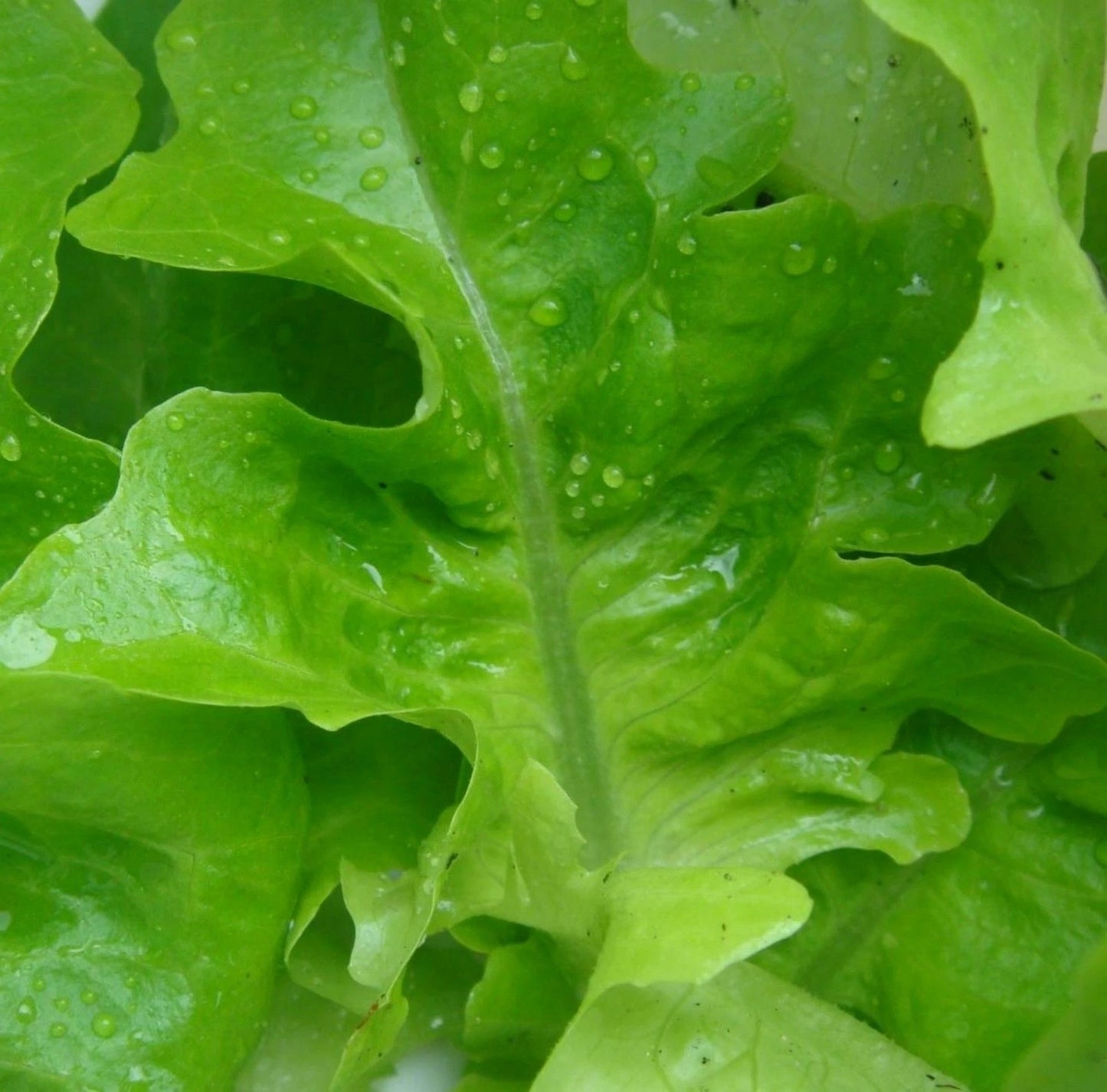 1000 Lettuce Seeds - Oak Leaf Green Variety for Salads - Lactuca sativa - GroCo USA - Buy 15 - Ships Free