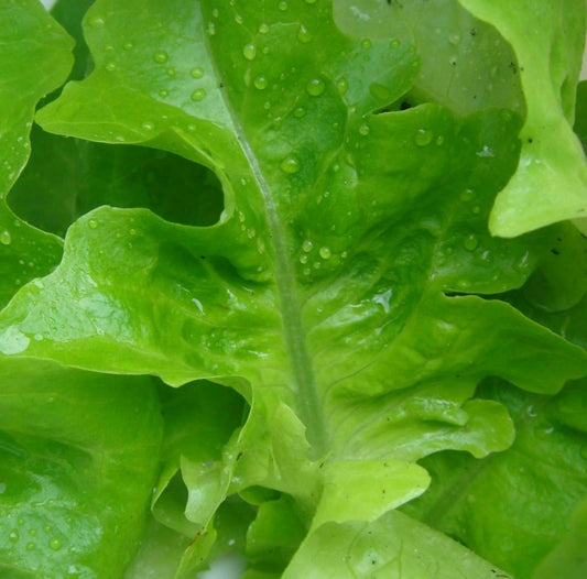 1000 Lettuce Seeds - Oak Leaf Green Variety for Salads - Lactuca sativa - GroCo USA - Buy 15 - Ships Free