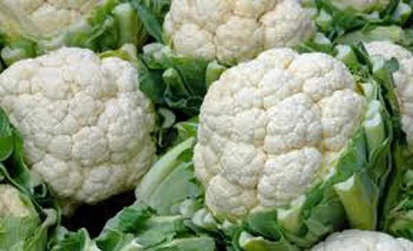 Cauliflower Seeds - Snowball Y Heirloom, Non-GMO, 500 Seeds - Brassica oleracea var. botrytis
