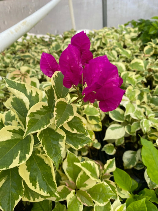 Bougainvillea Starter Plant - Vera Variegata Purple - Deep Purple Blooms - Rooted Plant