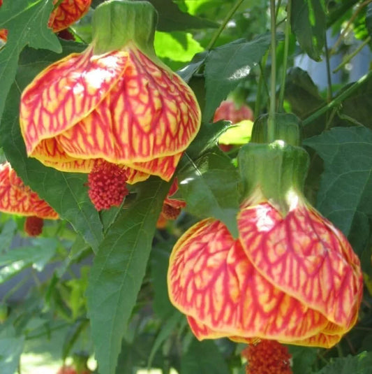 Abutilon Orange Tiger Live Plant 4-6in Tall Bell Hibiscus Malvaceae No Pot