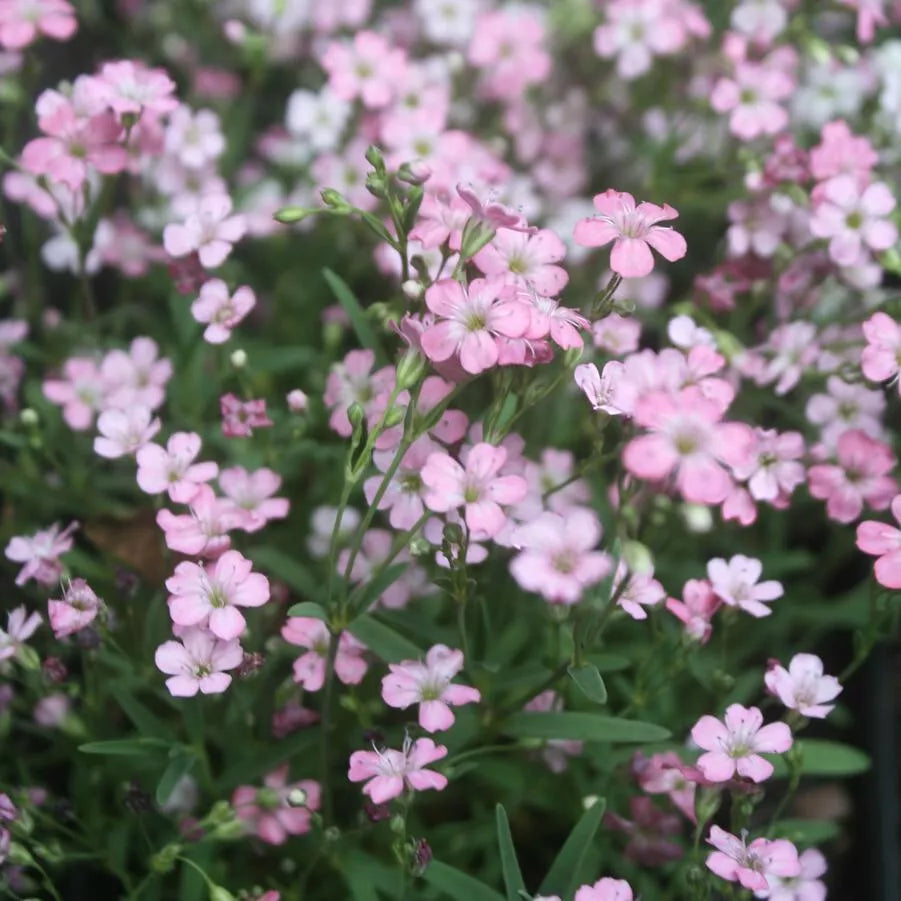 Babys Breath Seeds - 325 Pink Annual Flower Seeds - Gypsophila elegans - GroCo USA - Buy 15, Ships Free