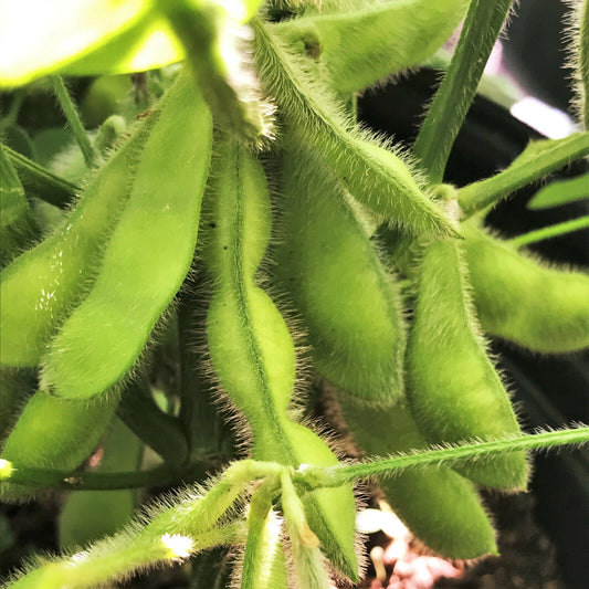 Midori Giant Edamame Soybean Seeds - Asian Vegetable Seeds - Non-GMO, USA Grown - Glycine max