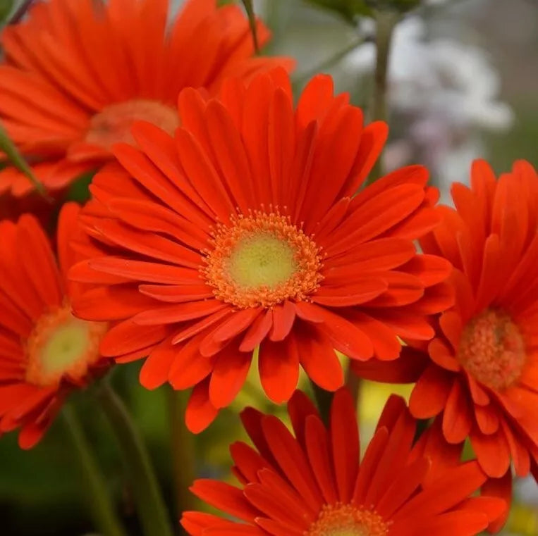 Gerbera Daisy Live Plant 3