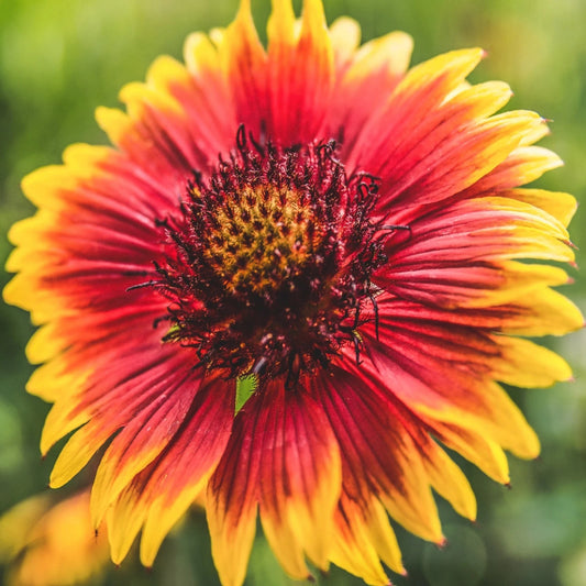 Indian Blanket Flower Seeds - Gaillardia Pulchella - Vibrant Wildflower Seeds for 2025 Planting