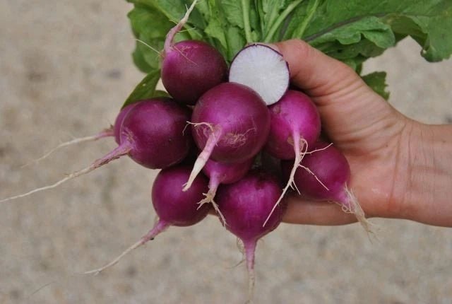 Purple Plum Radish Seeds - 100+ Heirloom NON GMO Organic - Brassica rapa subsp. rapa