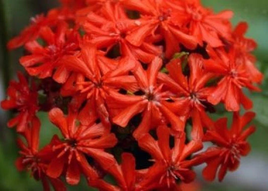 Maltese Cross Seeds - 100 Fresh Seeds - Lychnis chalcedonica - Free Shipping