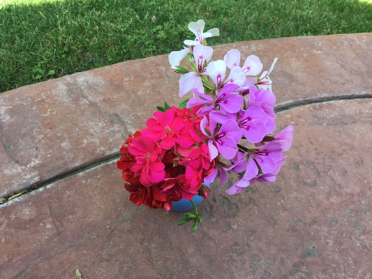 Ivy Geranium Cuttings 8 Pack - Four Colors for Rooting - Pelargonium peltatum