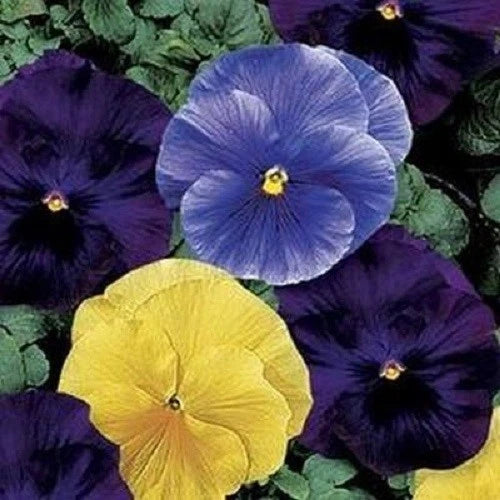 50 Pansy Seeds - Delta Tricolor Mix - Violas and Pansies (Viola tricolor)