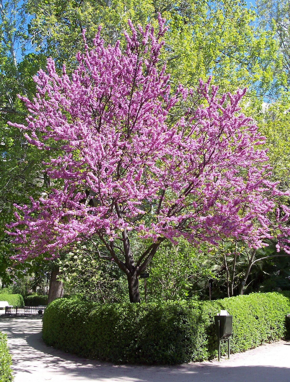 Chinese Redbud Seeds, 50 Count, Cercis chinensis, Flowering Tree Seeds for Gardens and Landscaping
