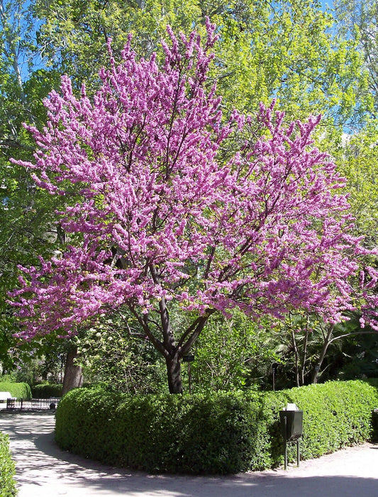 Chinese Redbud Seeds, 50 Count, Cercis chinensis, Flowering Tree Seeds for Gardens and Landscaping