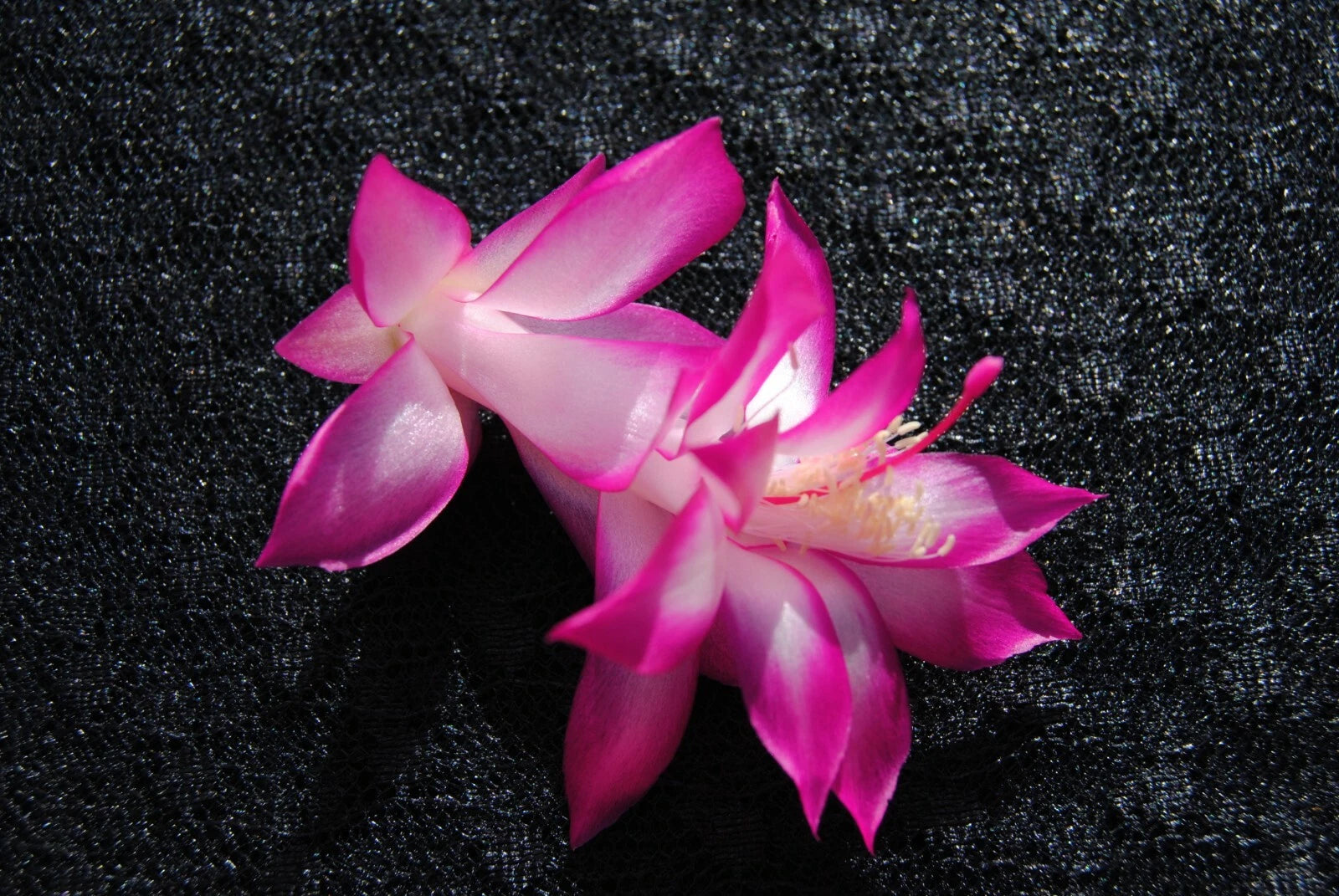 Christmas Cactus Starter Plant - East India Silk - Schlumbergera Truncata - Well Rooted Plant for Home Decor or Gifting