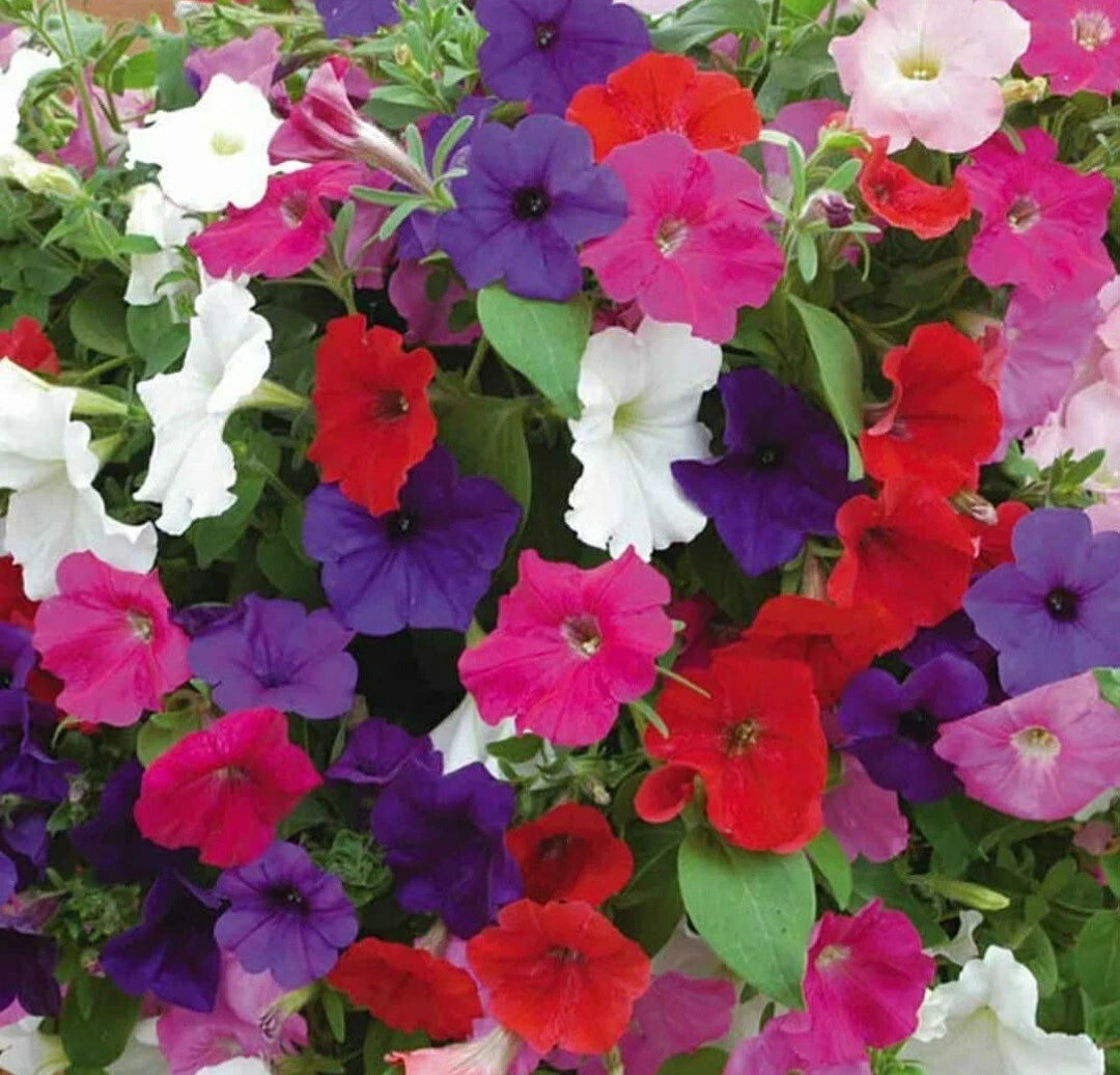 Petunia Flower Seeds Mix - 100 Count, Colorful Annuals for Garden Planting, Petunia spp.