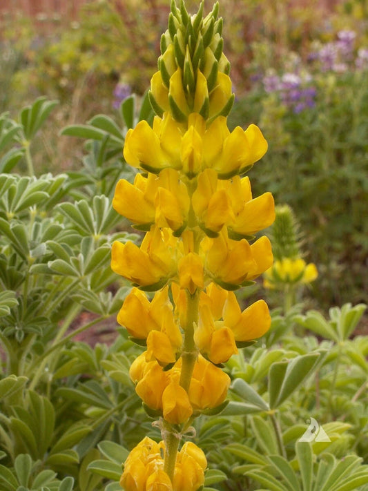 Lupine Seeds - 50 Count - Yellow Annual - Drought Tolerant - Hummingbird & Honey Bee Friendly - Non-GMO