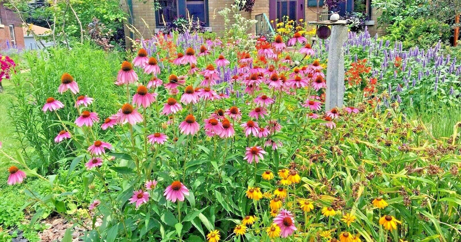 Native Perennial Wildflower Seed Mix 1 OZ | 17 Varieties for Pollinators & Cut Flowers | Wildflower Seeds