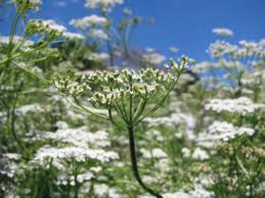 Cumin Seeds, Heirloom, 25+ Seeds, Delicious Flavor, Great for Salads, Cuminum cyminum