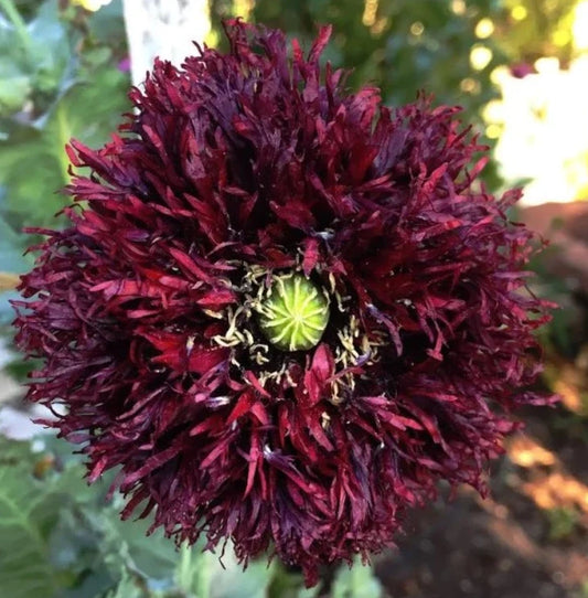 Black Swan Poppy Seeds - 500 Non-GMO Seeds for Feathery Frilly Blooms - Bees Love Papaver somniferum