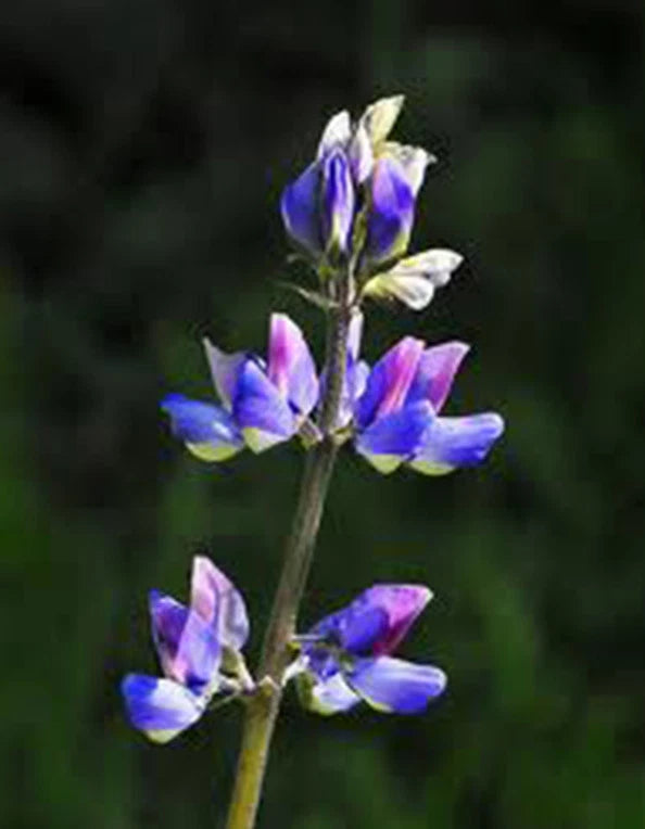 Arroyo Lupine Seeds - 25+ Seeds - Beautiful Purple Flowers - Lupinus succulentus
