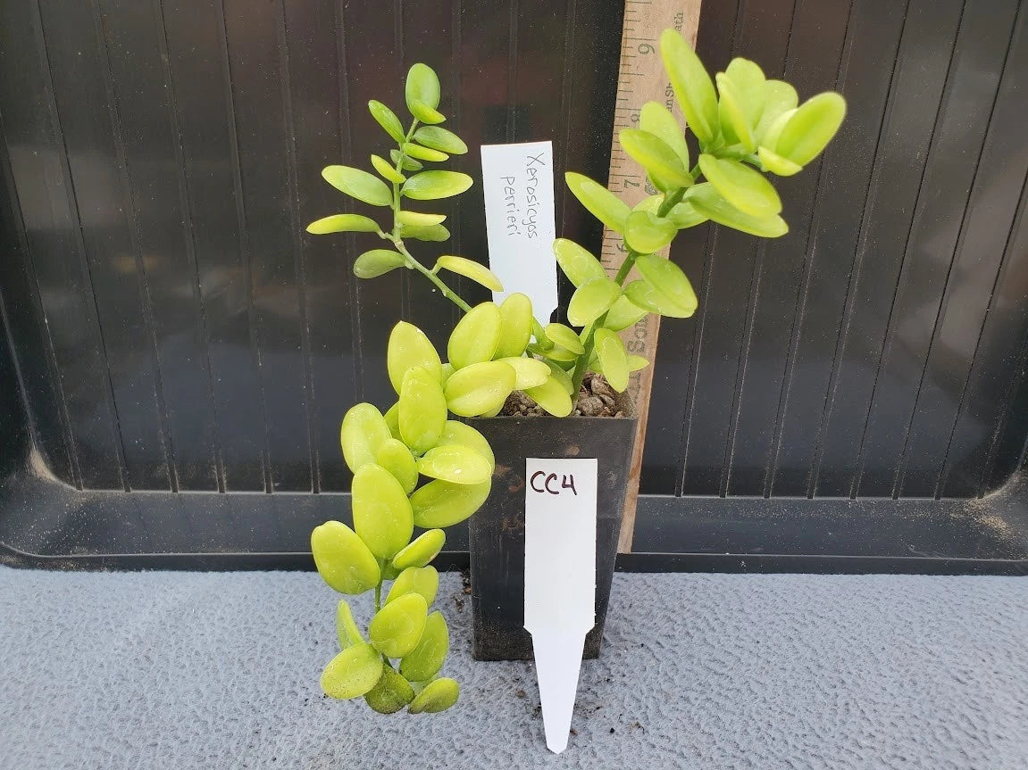 Xerosicyos perrieri Plant - Madagascar Variety - Rare Lot CC4 - Unique Succulent for Collectors