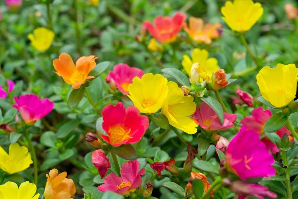 Moss Rose Seeds - 1,000 Count - Colorful Portulaca Grandiflora Flowers for Planting