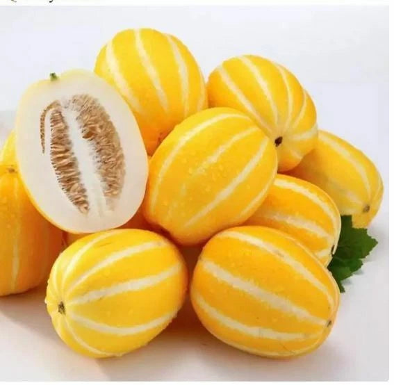 Korean Torpedo Melon Seeds - 25 Pack - Heirloom Variety - Cucumis melo