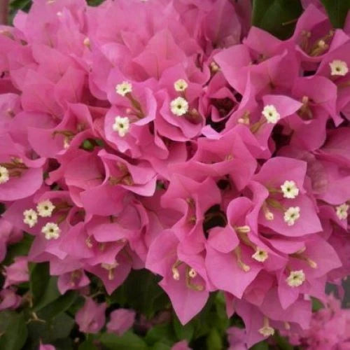 Bougainvillea Starter Plant - VERA PINK Variety - Well Rooted Plug Plant - Bougainvillea spp.