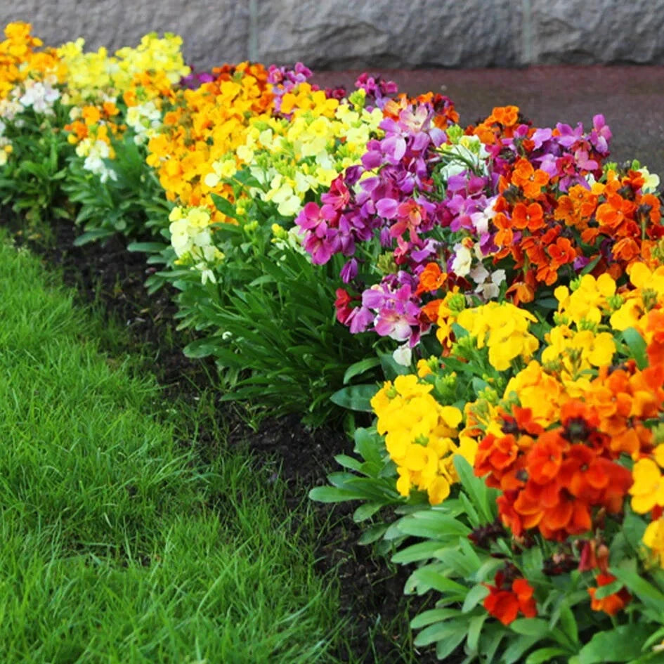 55 English Wallflower Seeds - Perennial Mix - GroCo - Ideal for Garden Planting - Erysimum cheiri
