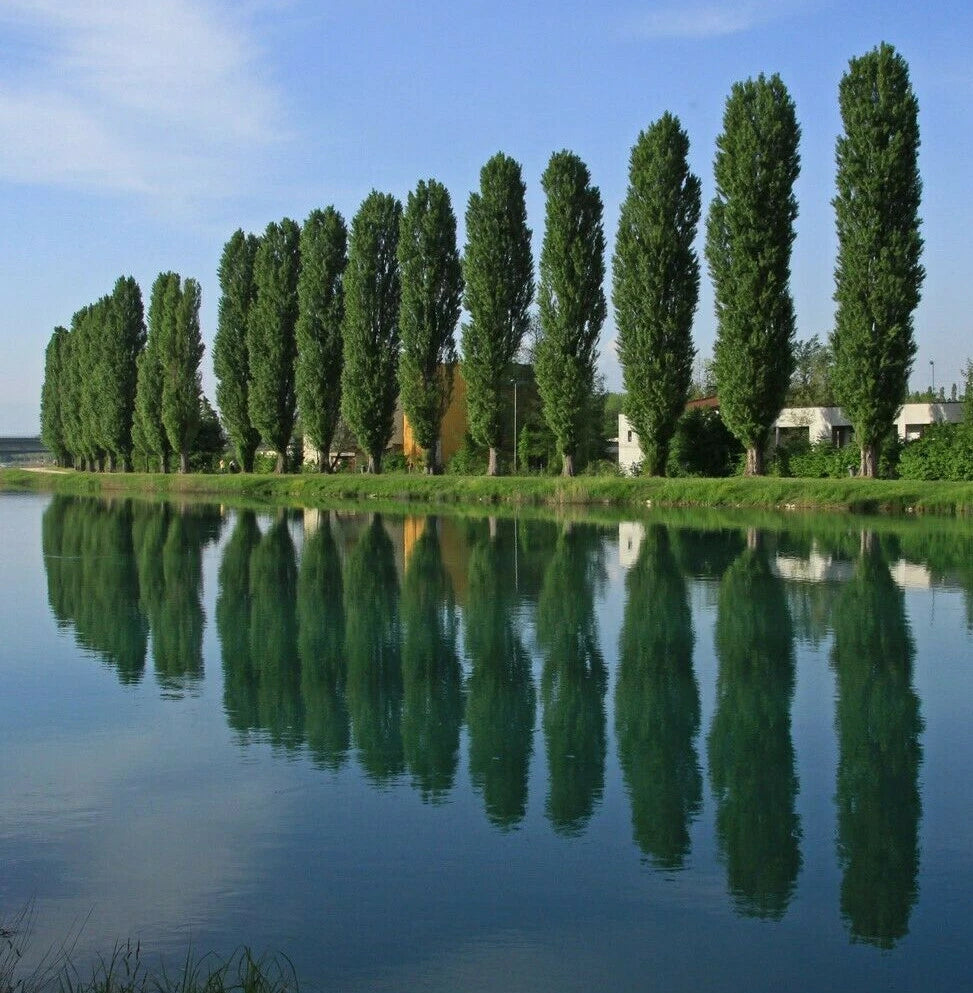 THEVES POPLAR Cuttings 6-8 Inch Populus nigra 'Afghanica' Easy to Root Tree Plants