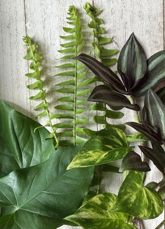 12 Rooted Plant Cuttings - Ferns, Pothos, Wandering Jew, Arrowhead Vines - Indoor Houseplant Collection