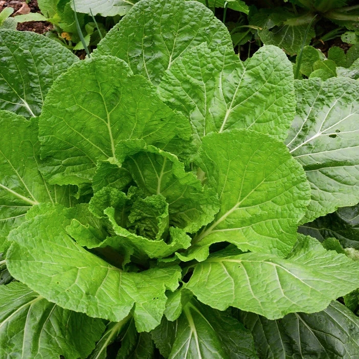 Florida Broadleaf Mustard Green Seeds - 600+ Count - Non-GMO Mustard Greens for 2025 Planting (Brassica juncea)